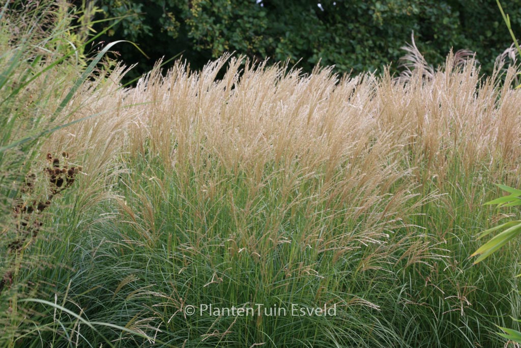 Miscanthus sinensis ‚Yaku Jima‘