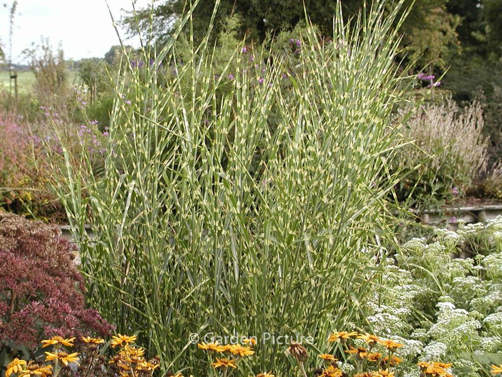 Miscanthus sinensis ‚Zebrinus‘