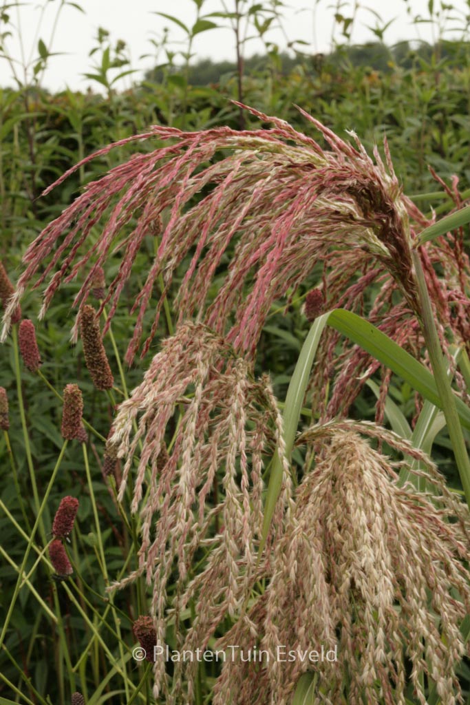 Miscanthus sinensis ‚Zwergelefant‘