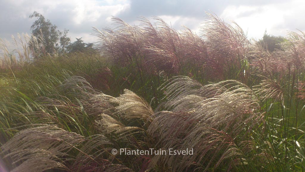 Miscanthus sinensis