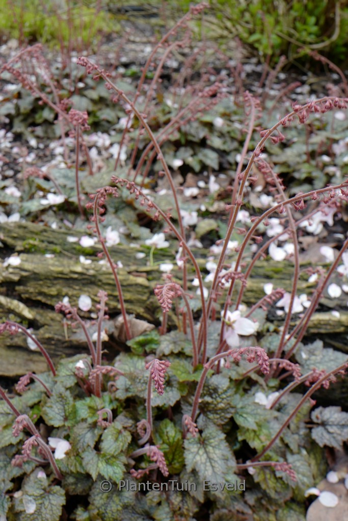 Mitella stylosa ‚Makinoi‘