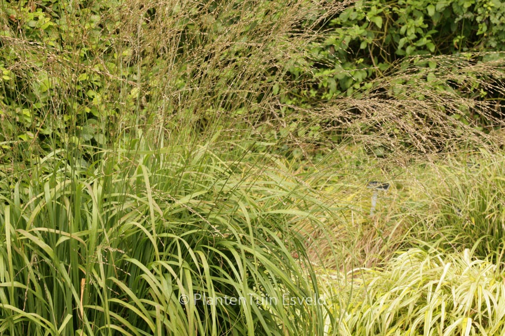 Molinia arundinacea ‚Cordoba‘
