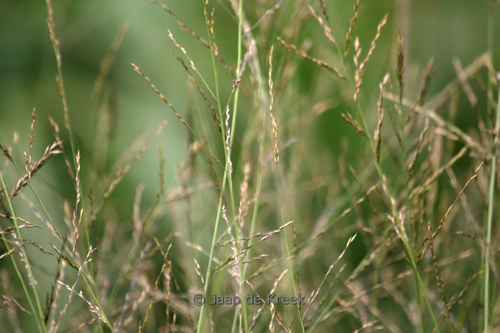 Molinia arundinacea ‚Fontäne‘