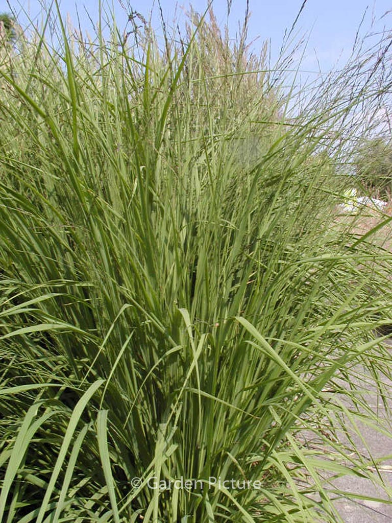 Molinia arundinacea ‚Karl Foerster‘