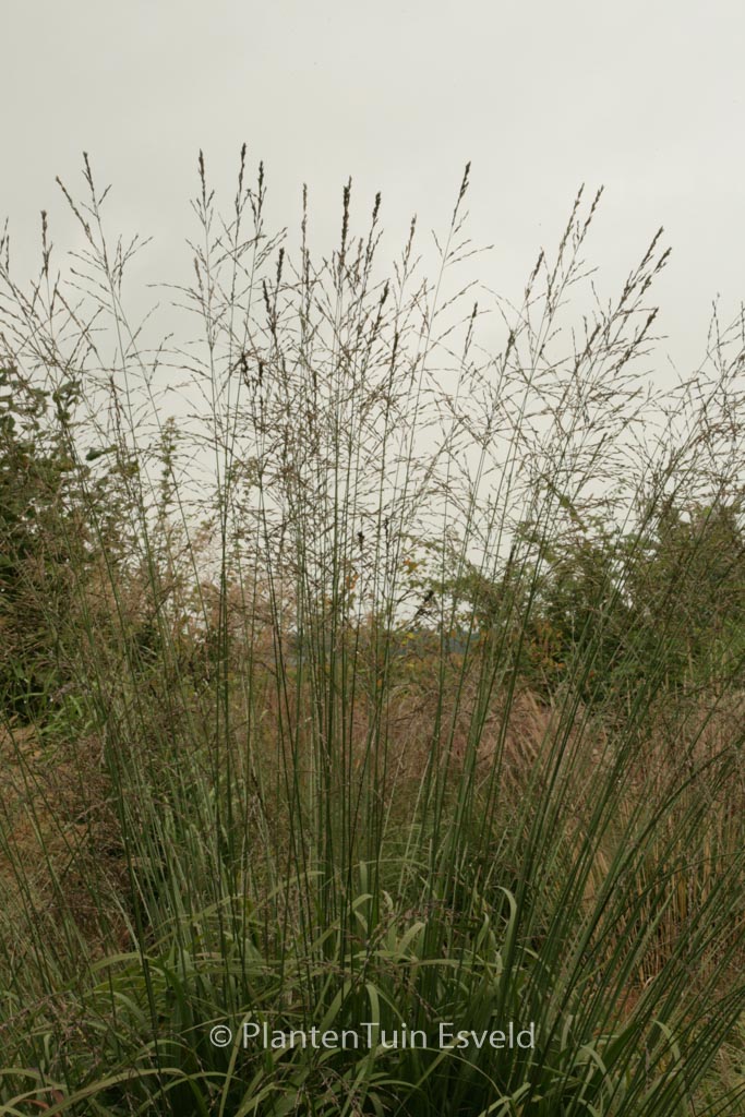 Molinia arundinacea ‚Skyracer‘