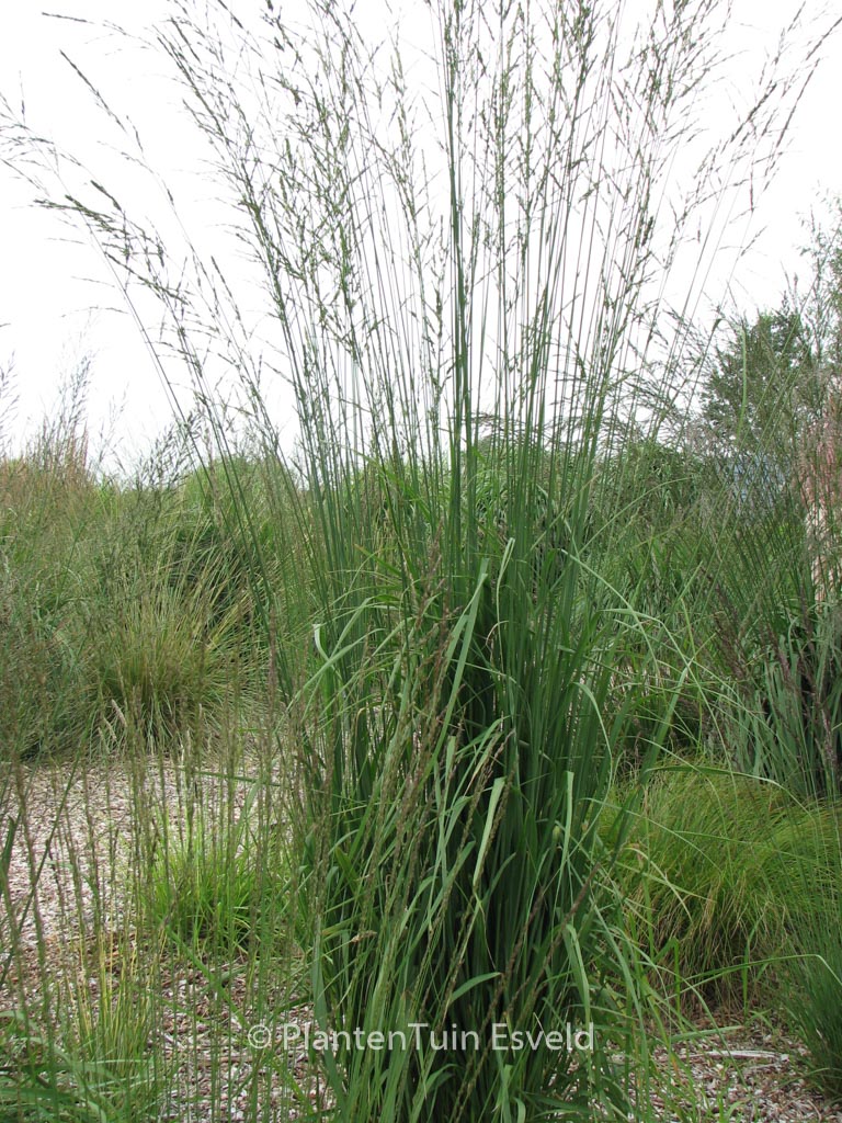 Molinia arundinacea ‚Windspiel‘