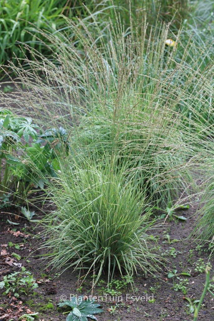 Molinia caerulea ‚Carmarthen‘