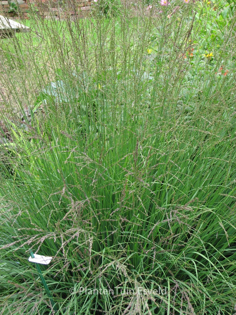 Molinia caerulea ‚Dauerstrahl‘