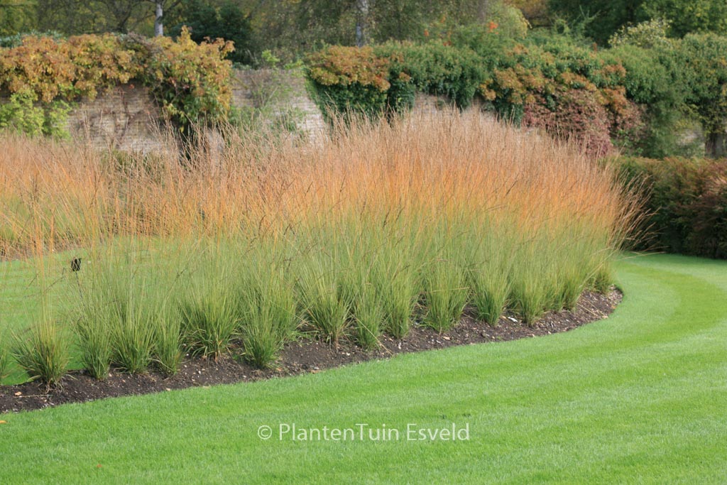 Molinia caerulea ‚Heidebraut‘