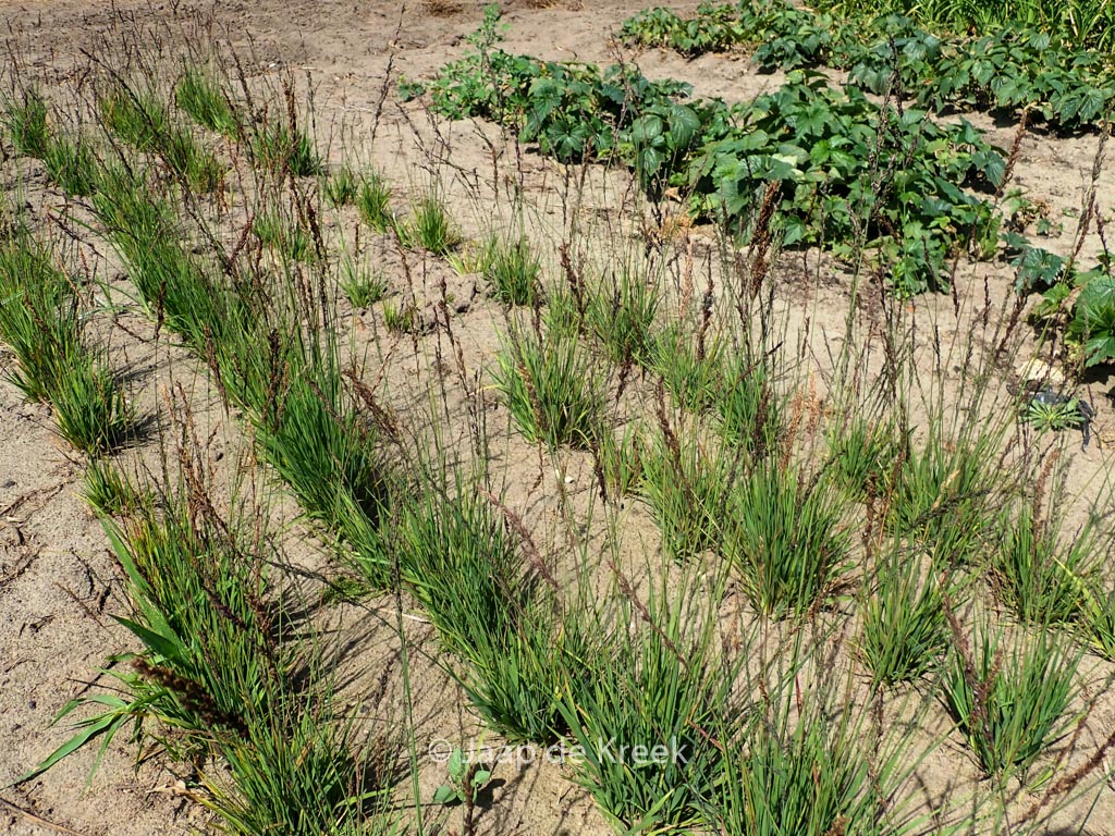 Molinia caerulea ‚Heidezwerg‘