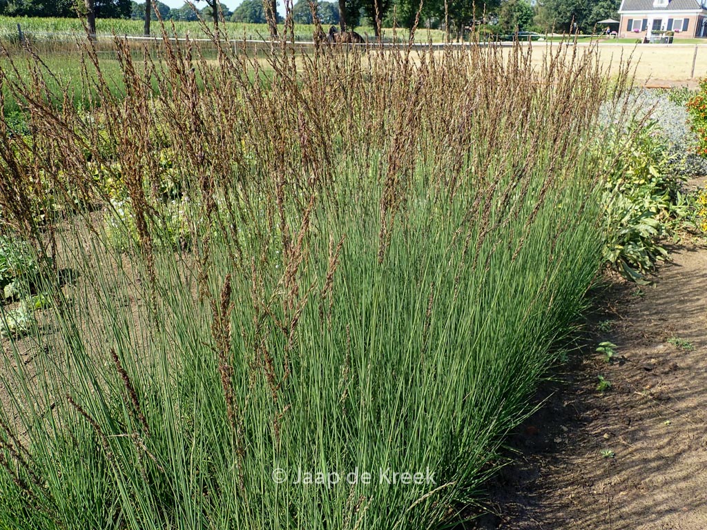 Molinia caerulea ‚JS Aha Erlebnis‘