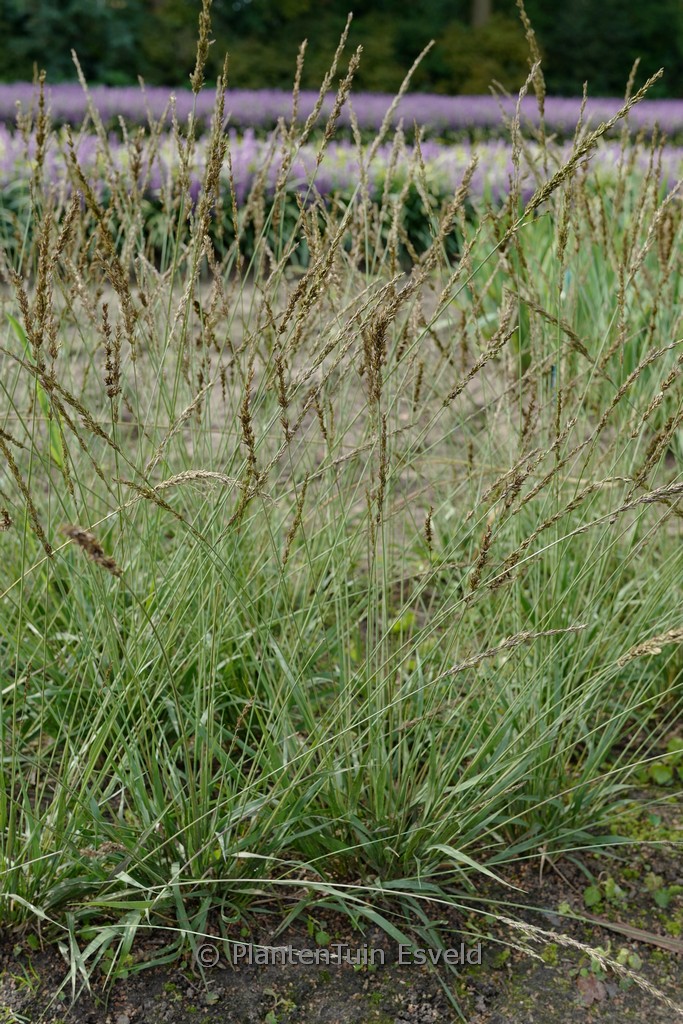 Molinia caerulea ‚Moorhexe‘