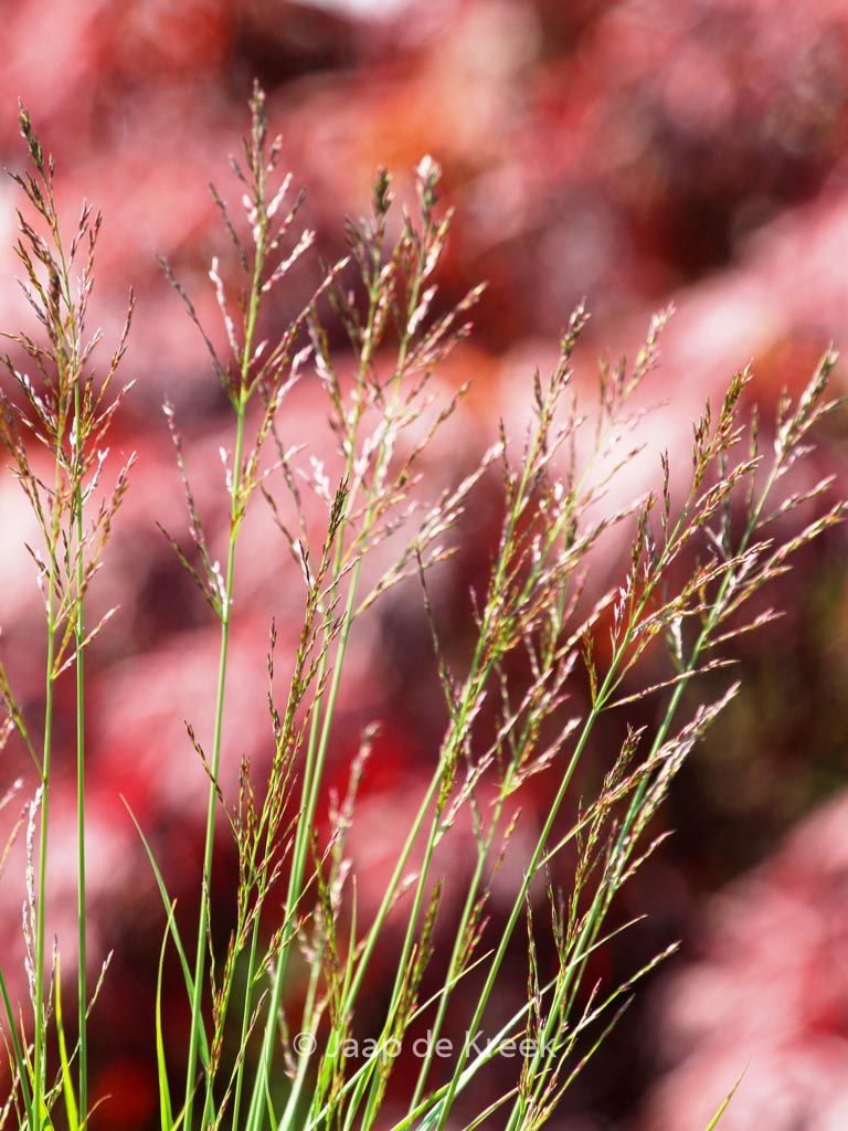 Molinia caerulea ‚Poul Petersen‘