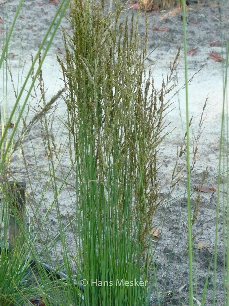 Molinia caerulea ‚Torch‘