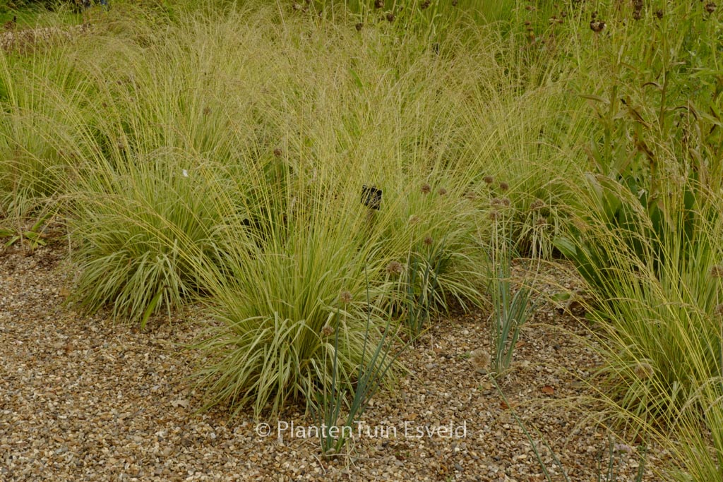 Molinia caerulea ‚Variegata‘