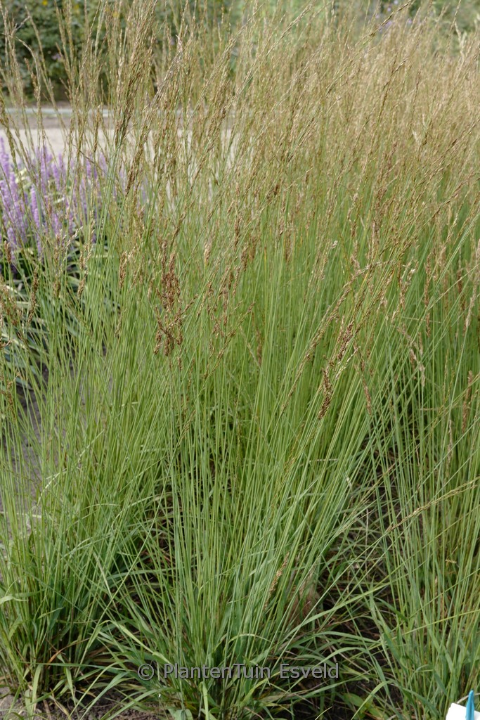 Molinia caerulea ‚Whirlwind‘