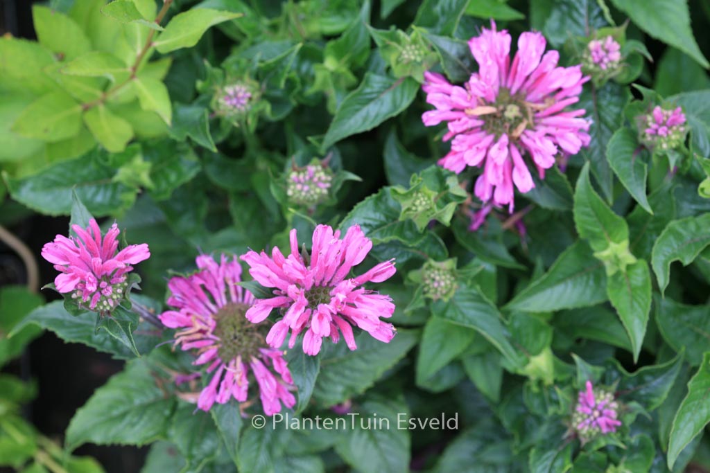 Monarda ‚Acpetdel‘ (PETITE DELIGHT)