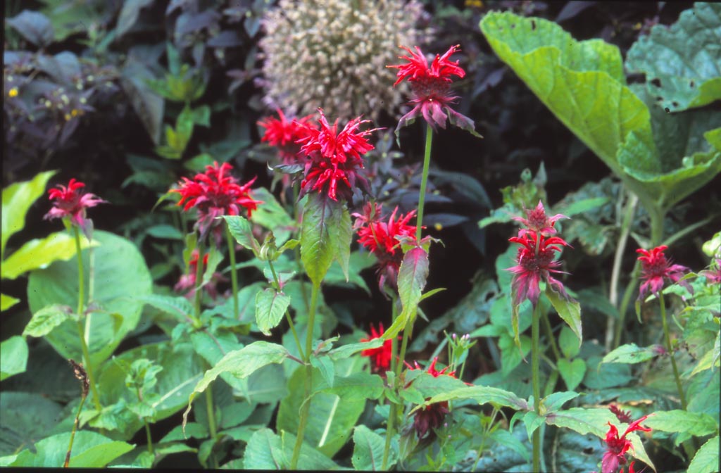 Monarda ‚Adam‘