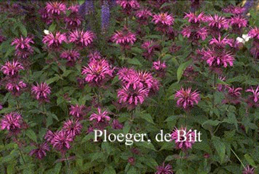 Monarda ‚Aquarius‘