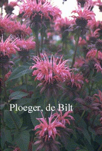 Monarda ‚Balance‘