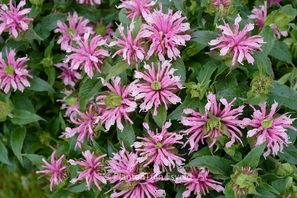 Monarda ‚Balmy Pink‘