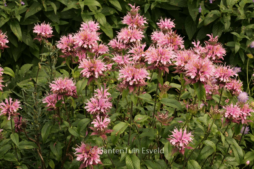 Monarda ‚Beauty of Cobham‘