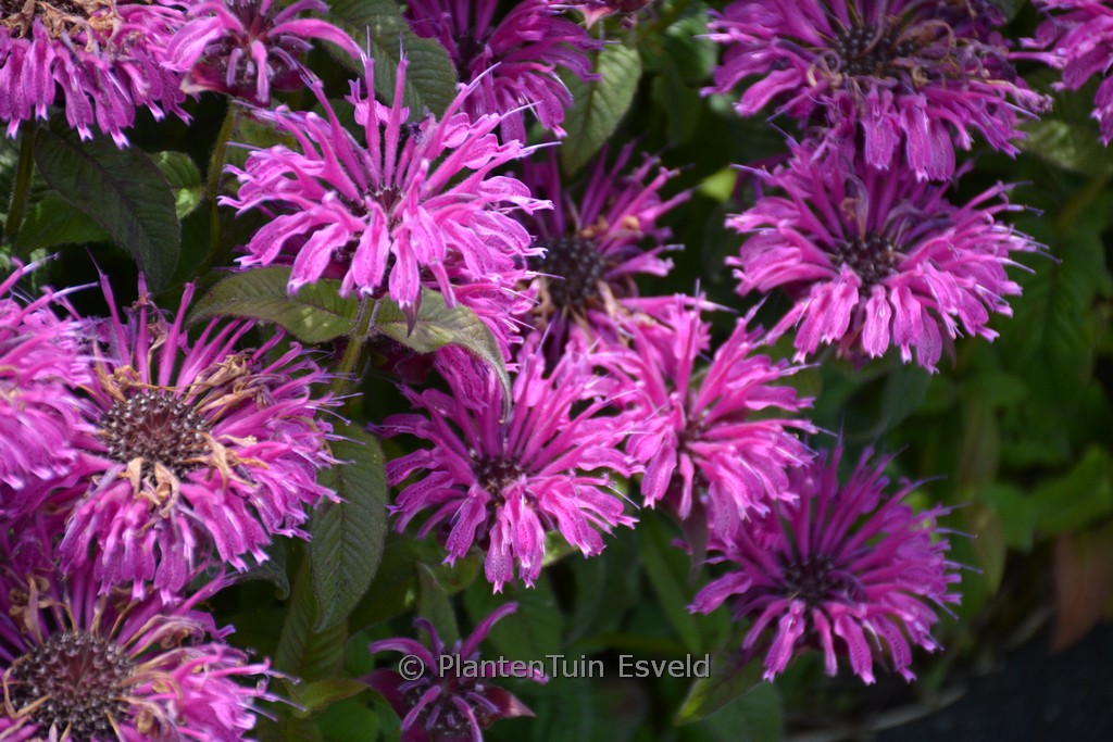 Monarda ‚Bee-Free‘ (BEE YOU)