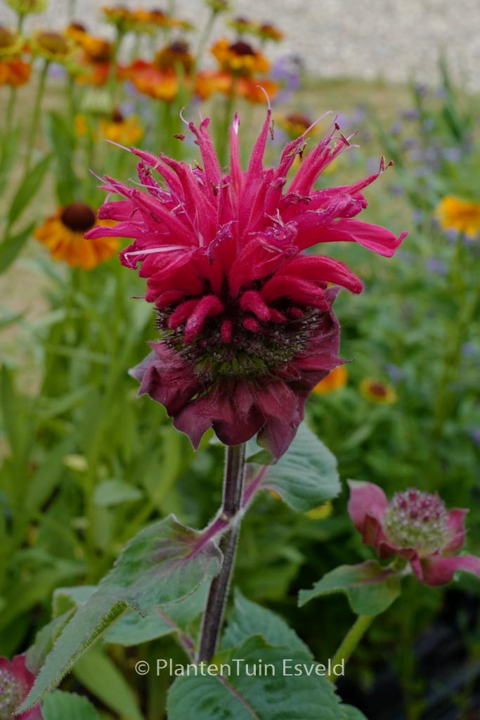 Monarda ‚Bee-Happy‘ (BEE YOU)