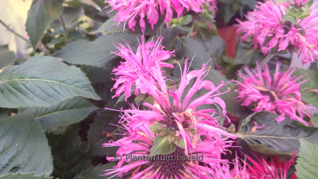 Monarda ‚Bee-lieve‘ (BEE YOU)