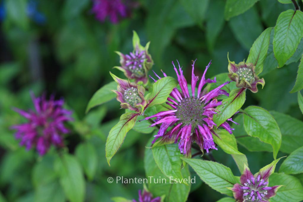 Monarda ‚Blaustrumpf‘