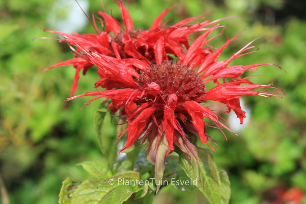 Monarda ‚Cambridge Scarlet‘