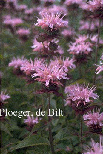 Monarda ‚Comanche‘