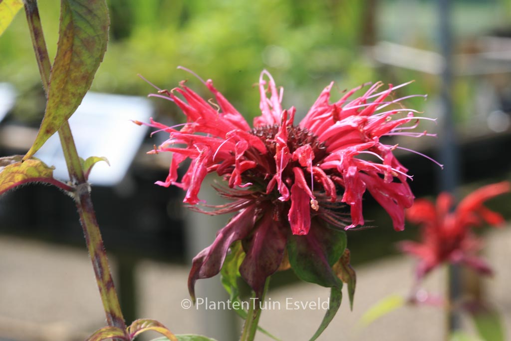 Monarda ‚Croftway Pink‘