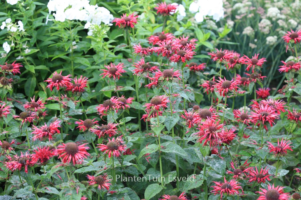 Monarda ‚Fireball‘