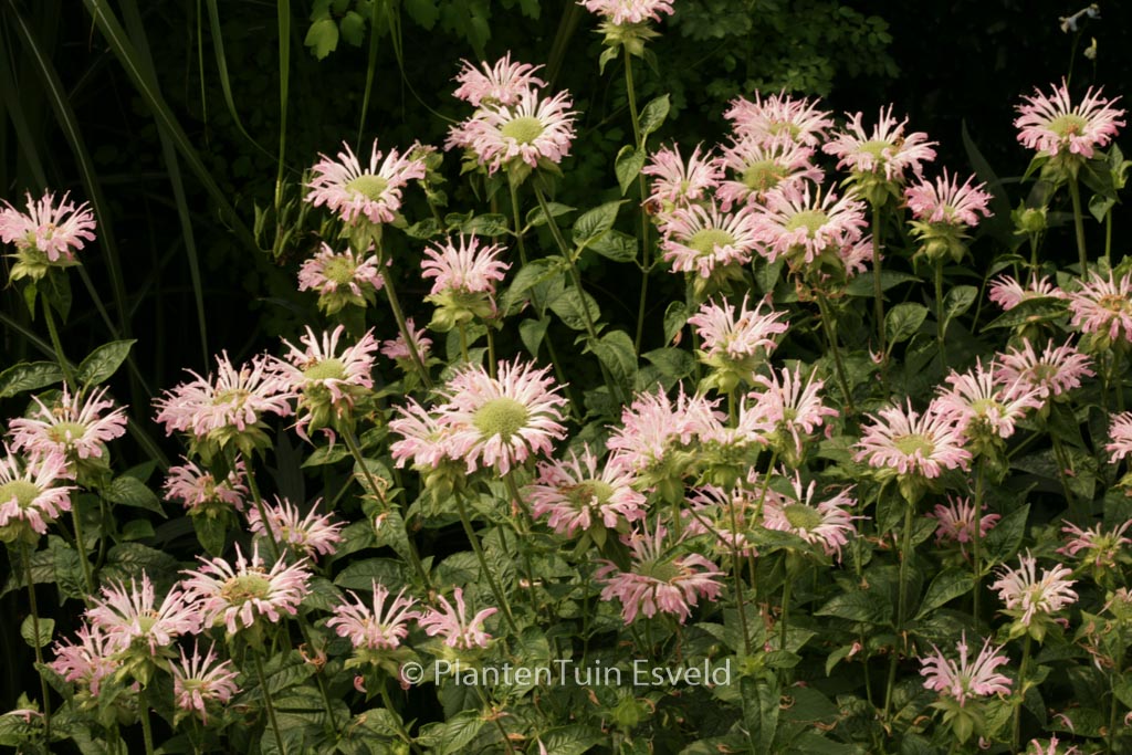 Monarda ‚Fishes‘