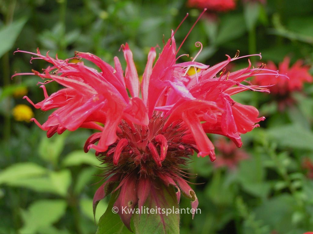 Monarda ‚Gardenview Scarlet‘