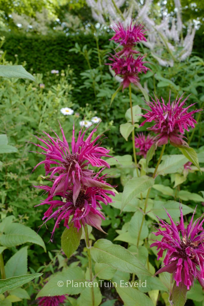 Monarda ‚Gewitterwolke‘