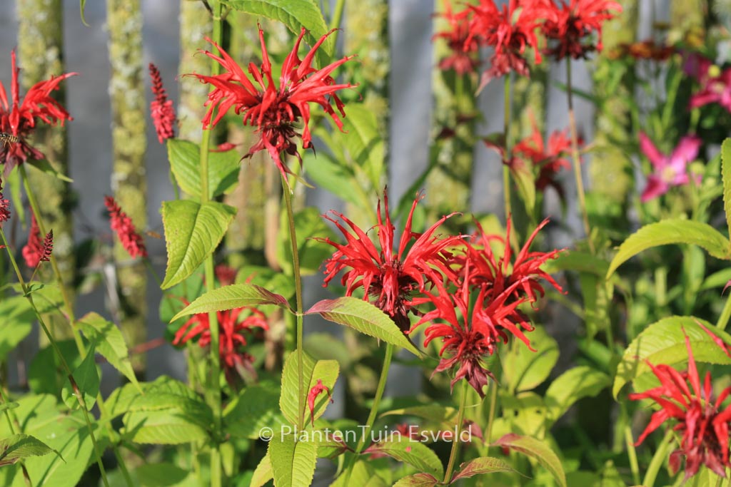 Monarda ‚Jacob Cline‘