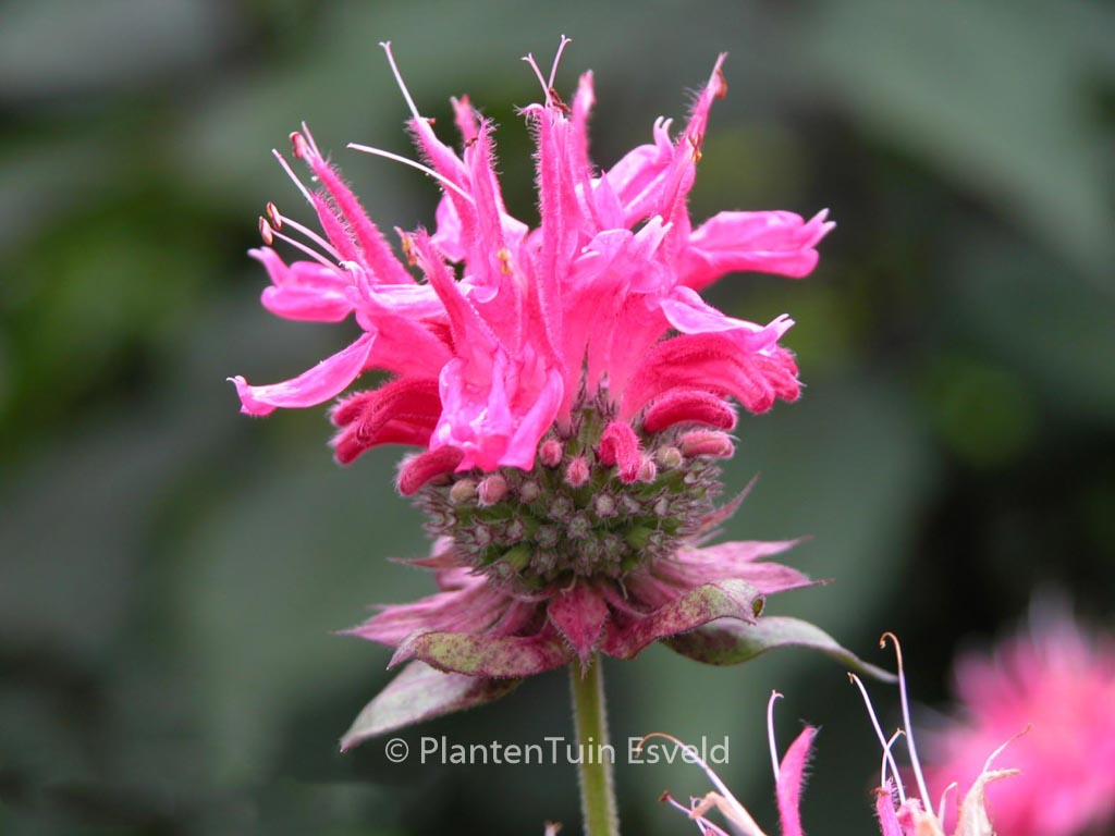 Monarda ‚Marshall’s Delight‘