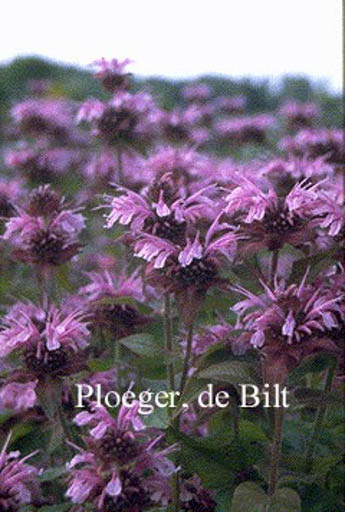 Monarda ‚Mohawk‘