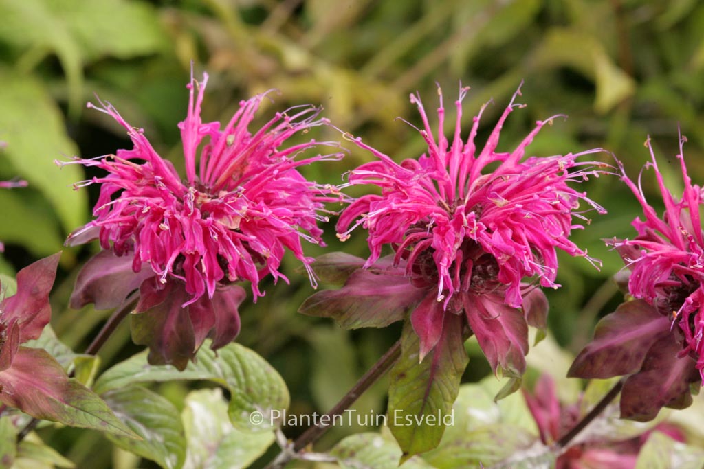 Monarda ‚On Parade‘