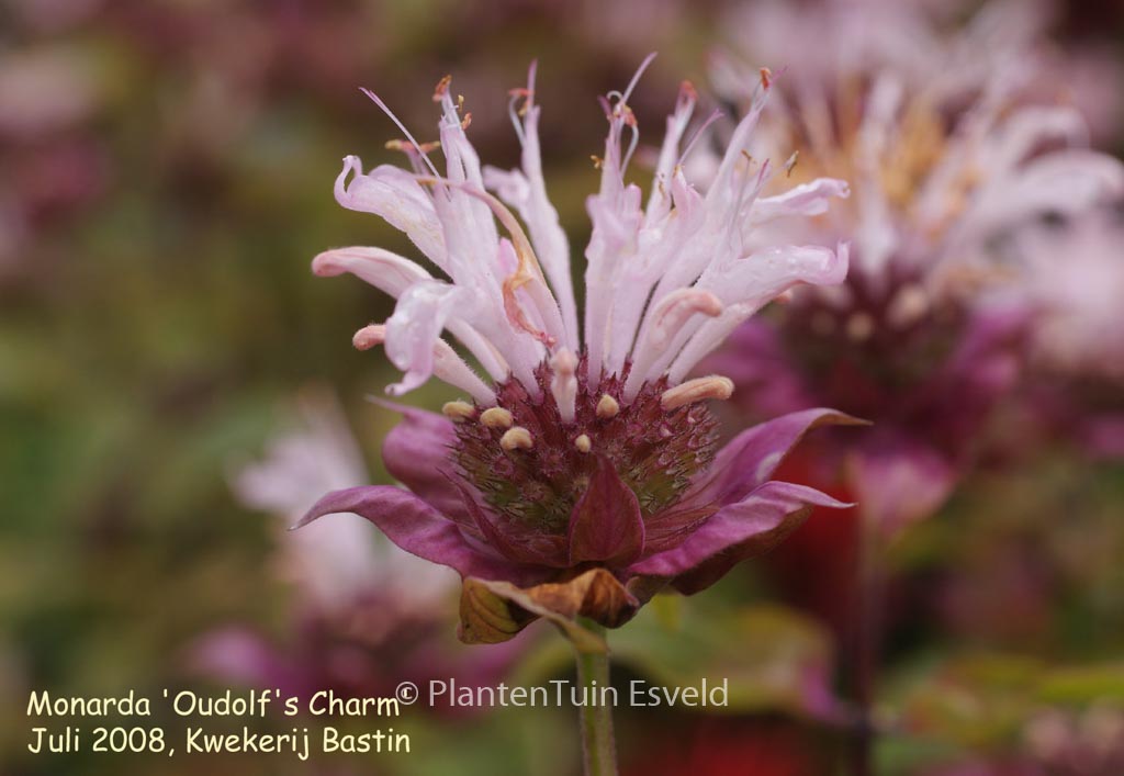 Monarda ‚Ou‘ Charm‘