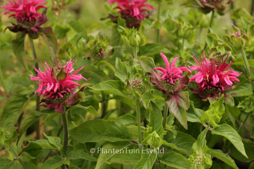Monarda ‚Pink Lace‘