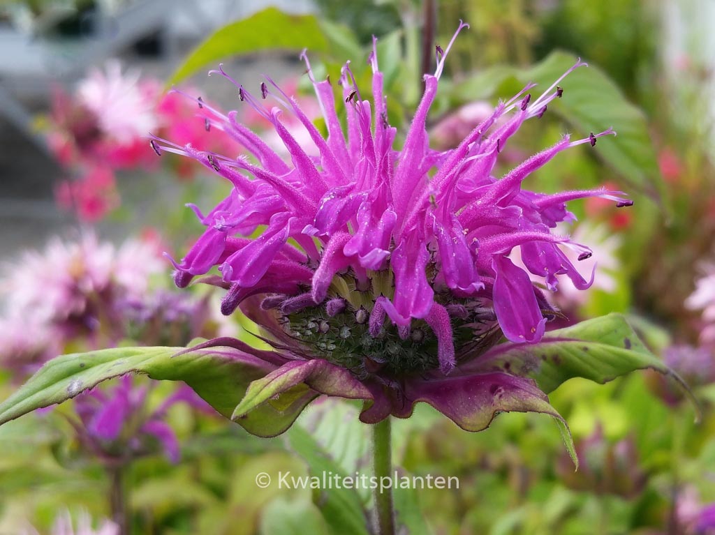 Monarda ‚Praerienacht‘