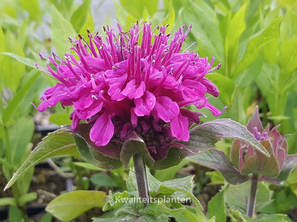 Monarda ‚Purple Lace‘