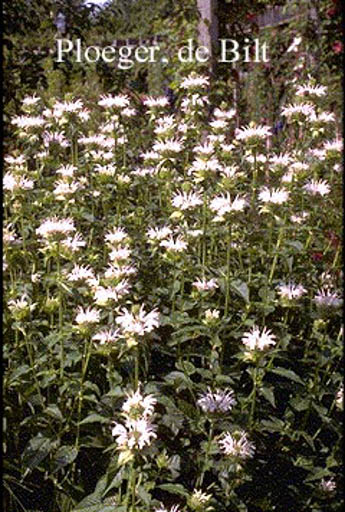 Monarda ‚Schneewittchen‘
