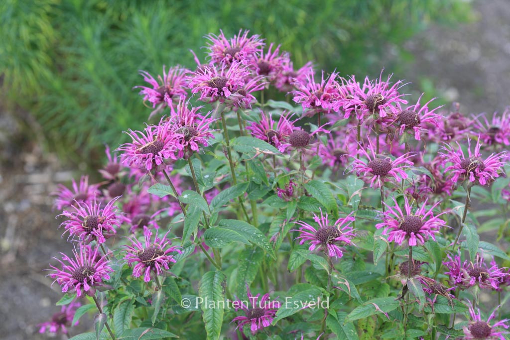 Monarda ‚Scorpion‘