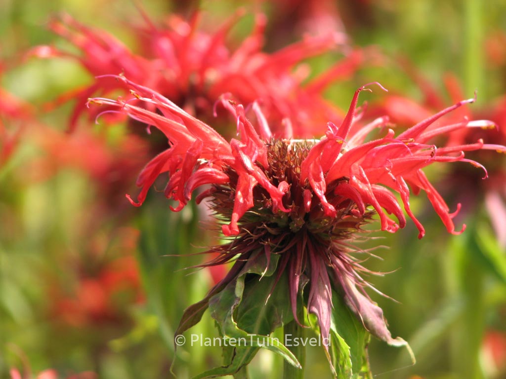 Monarda ‚Squaw‘