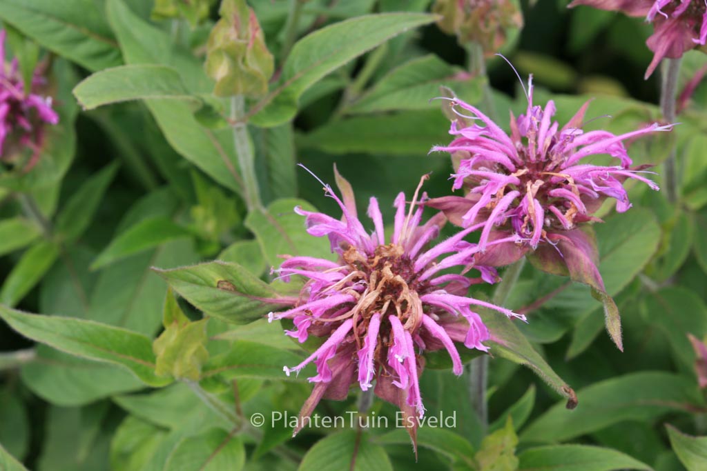 Monarda ‚Violet Queen‘