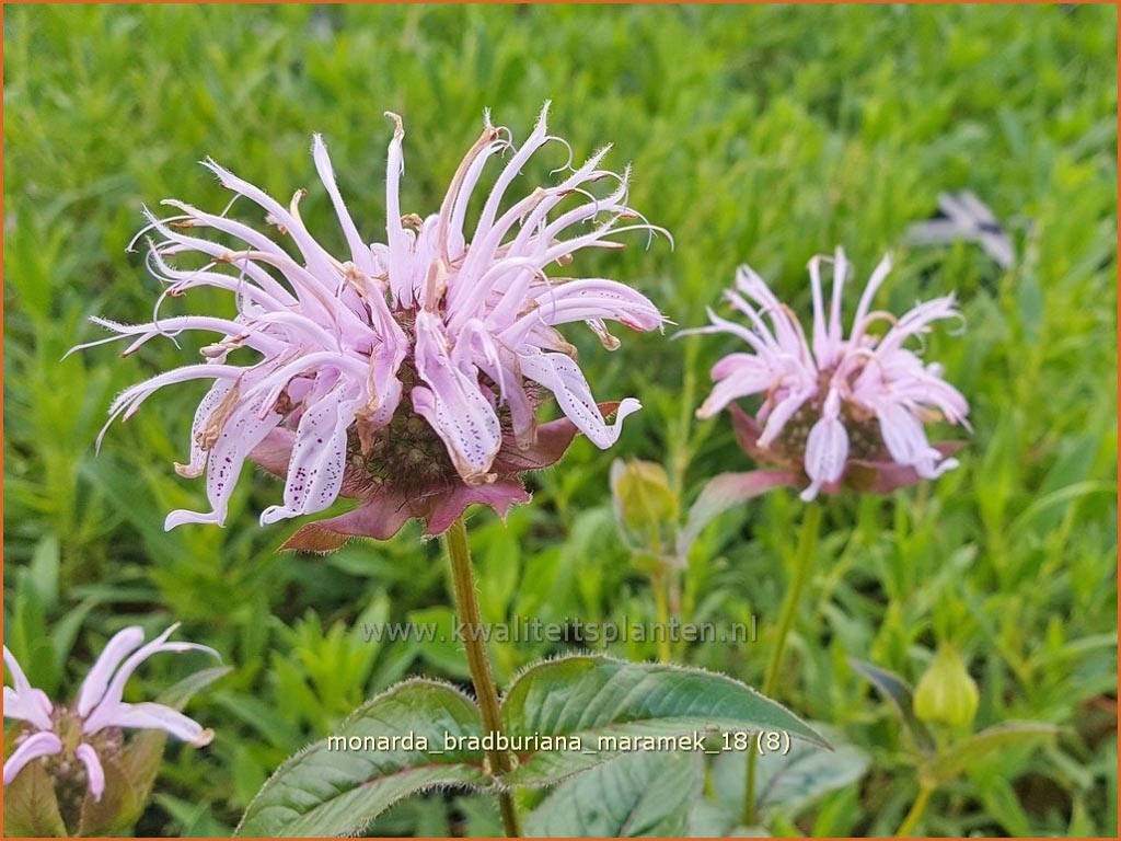 Monarda bradburiana ‚Maramek‘